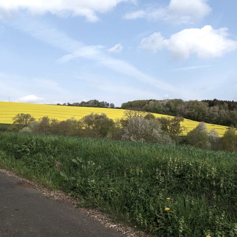 Un champ de colza jaune s'étend sur une colline, entouré de prairies et d'arbres verts, sous un ciel bleu parsemé de nuages blancs., © A. Girards