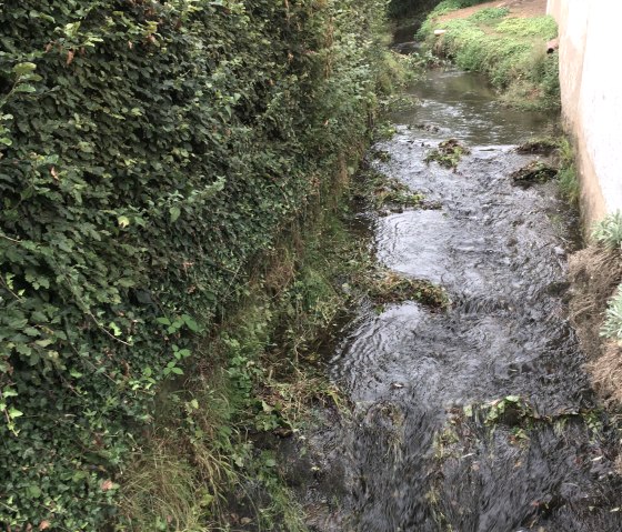 Een klein beekje stroomt tussen een dichte heg en een muur, omringd door groene vegetatie., © TI Bitburger Land