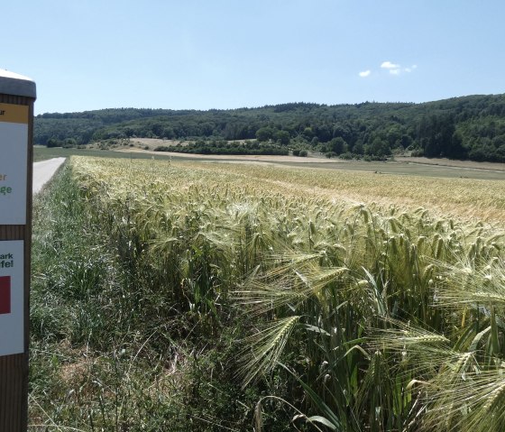 Waymarking aan de rand van het veld, © TI Bitburger Land