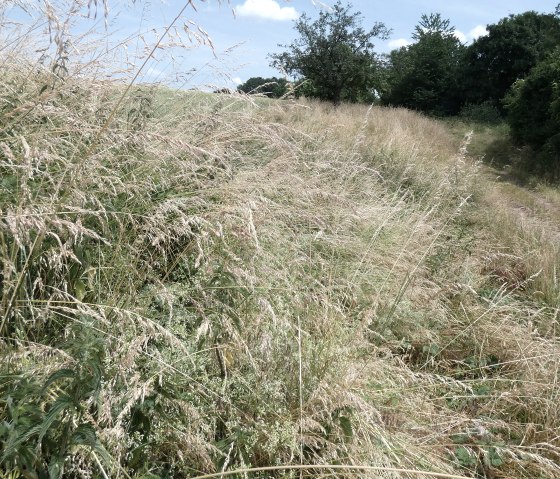 Rural hiking trail in Orenhofen with tall grass and a signpost with the number 4. The trail leads through a green landscape., © TI Bitburger Land