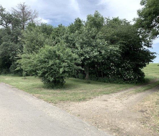 Un chemin partag&eacute; traverse des arbres et des prairies verdoyants sous un ciel nuageux., &copy; Benjamin Milbach
