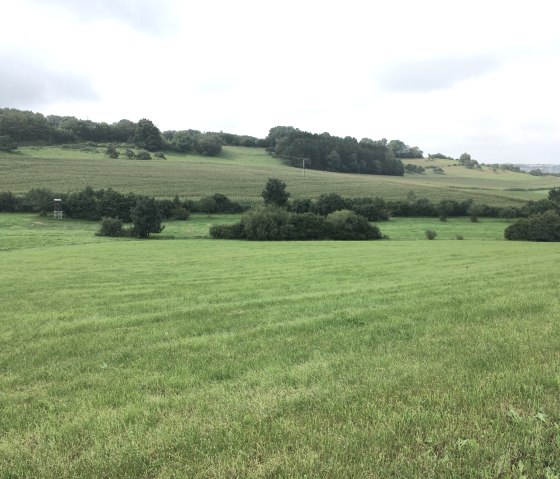Groene weiden en velden strekken zich uit tot aan de horizon, omzoomd met bomen en een hoge schuilhut, onder een bewolkte hemel., © Tourist-Info Bitburger Land M.Mayer