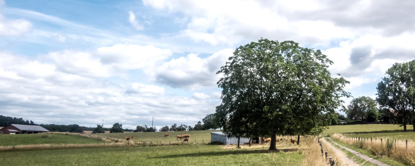 Grüne Wiesen mit einem großen Baum und einem Feldweg, umgeben von Weiden und Bäumen unter einem bewölkten blauen Himmel., © TI Bitburger Land