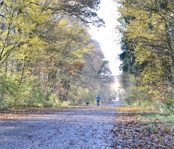 Eine Person spaziert mit einem Hund auf einem herbstlichen Waldweg, umgeben von bunten Bäumen und Laub auf dem Boden., © Ti Bitburger Land