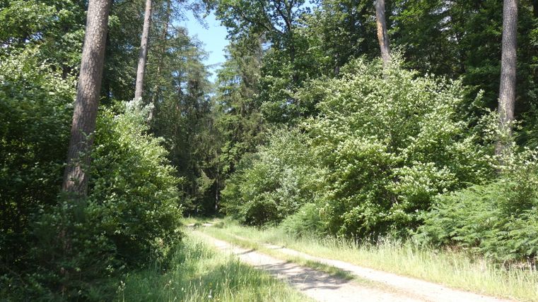 Ein schmaler Waldweg führt durch einen dichten, grünen Wald mit hohen Bäumen und üppigem Unterholz.