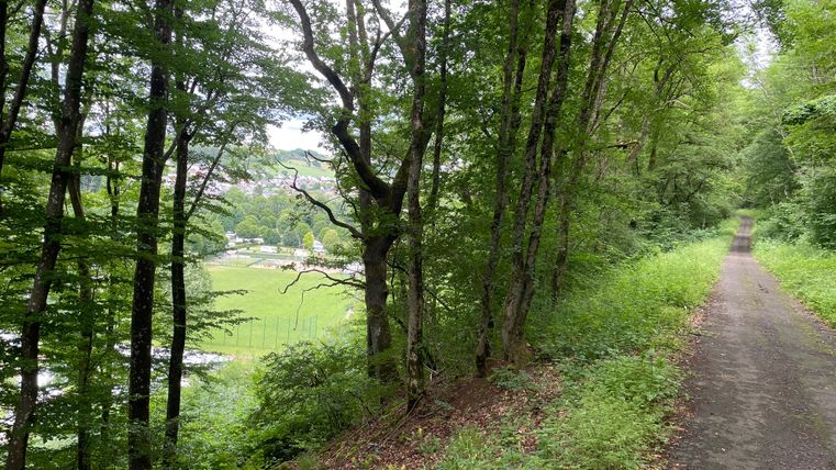 Ein Wanderweg führt durch einen Wald mit Blick auf eine Wiese und eine Stadt im Hintergrund.