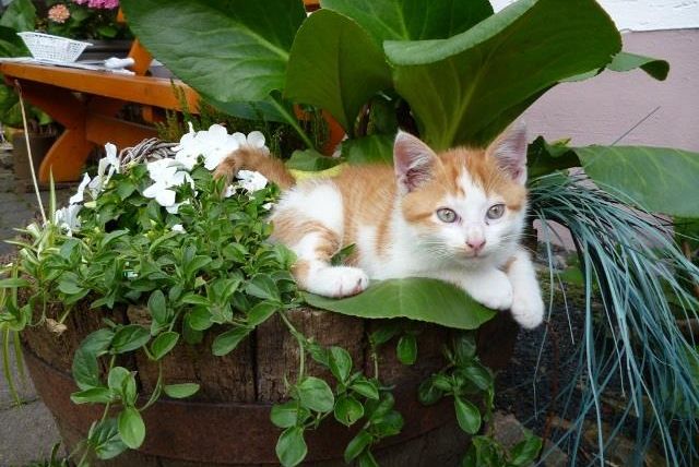 Eine orange-weiße Katze ruht sich in einem Blumentopf aus. Um sie herum wachsen grüne Pflanzen und weiße Blumen.