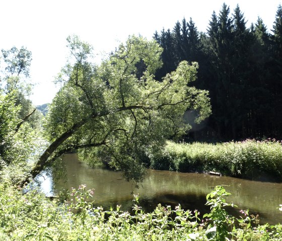 Sur le chemin de la rive avant Kyllburg, &copy; NaturAktivErleben