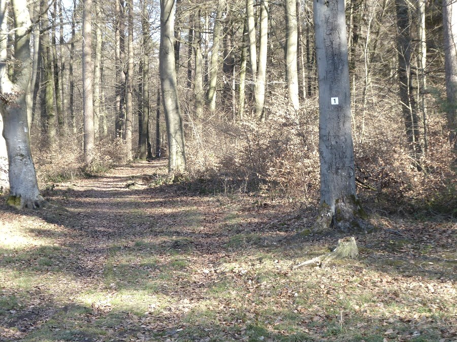 Ein Waldweg mit Laub bedeckt, umgeben von hohen B&auml;umen. Ein Baum hat eine Markierung mit der Nummer 1., &copy; Eifelverein OG Speicher