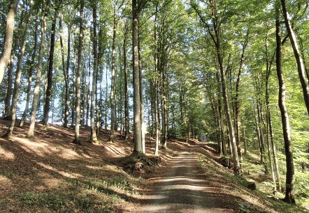 Un chemin forestier dans la vallée de l'Echtersbach, entouré de grands arbres clairsemés et de la lumière du soleil qui passe à travers les feuilles., © TI Bitburger Land, Steffi Wagner