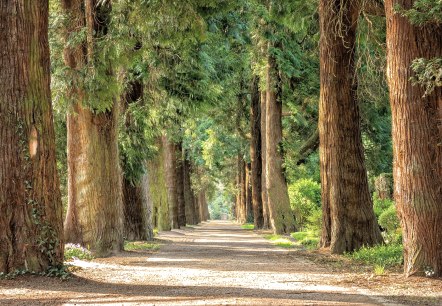 Wald, © Pixabay