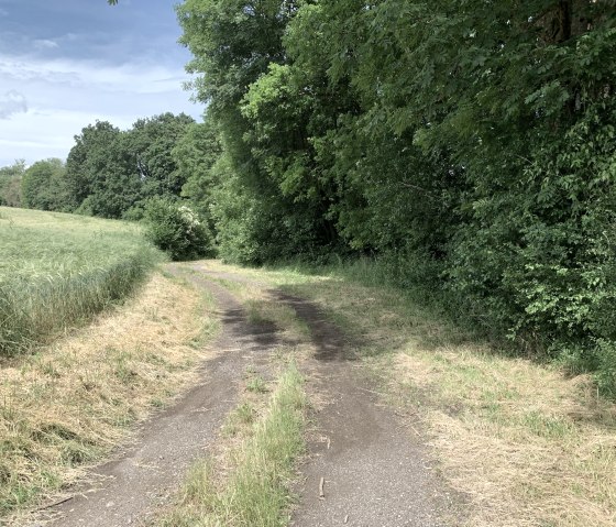Een smal pad baant zich een weg door een groen landschap, omzoomd met bomen en velden onder een blauwe hemel., © Benjamin Milbach