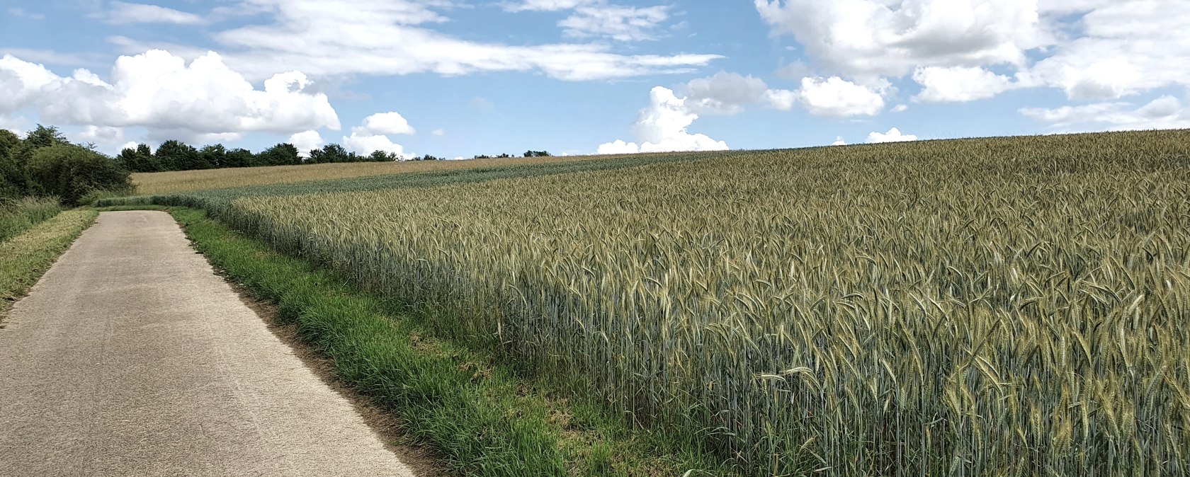 Een pad loopt langs een groot graanveld onder een blauwe hemel met witte wolken., © TI Bitburger Land