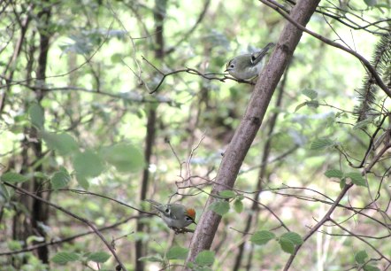 Zwei kleine Vögel sitzen auf einem Ast in einem dichten, grünen Wald. Die Umgebung ist voller Blätter und Zweige.