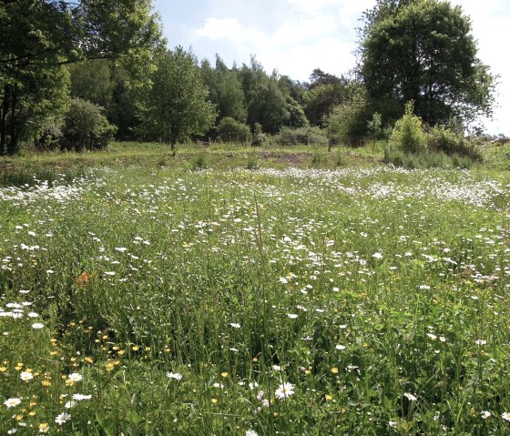 Blooming wildflower meadow with daisies and yellow flowers, surrounded by green trees under a blue sky., © Valentin Stamer