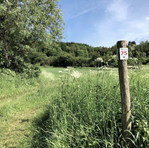 Ein Holzpfosten mit der Markierung '75' steht auf einer grünen Wiese im Naturpark Südeifel. Im Hintergrund sind Bäume und blauer Himmel zu sehen., © TI Bitburger Land