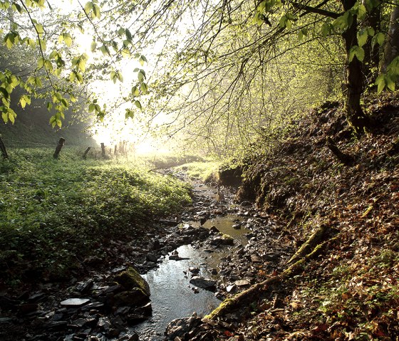 Muurspoor Weidingen, stroom, &copy; Naturpark S&uuml;deifel, Volker Teuschler