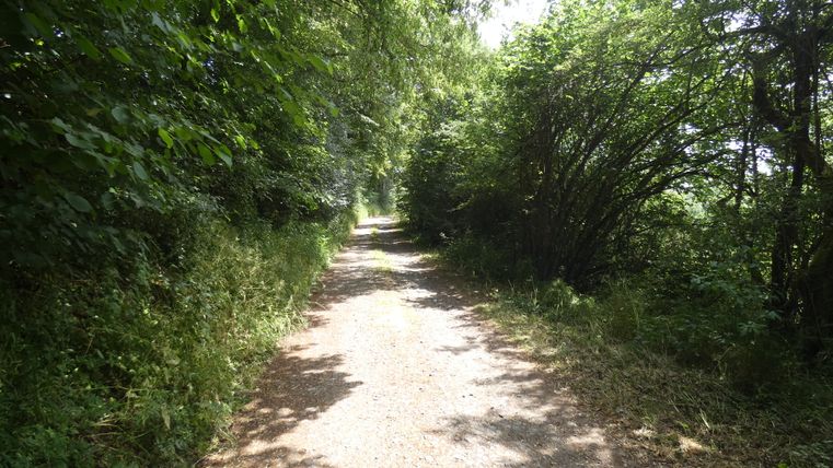 Ein schattiger Waldweg mit dichtem grünen Laub an beiden Seiten.
