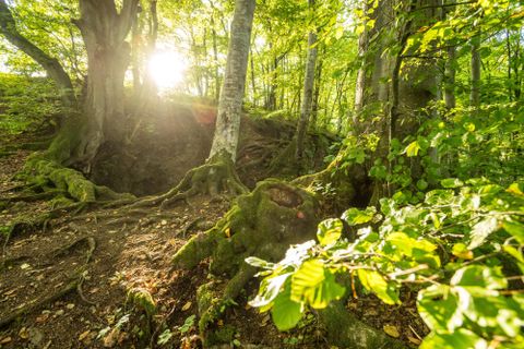 A sunny forest with green leaves and moss-covered roots. Sunbeams filter through the trees, creating a warm atmosphere.