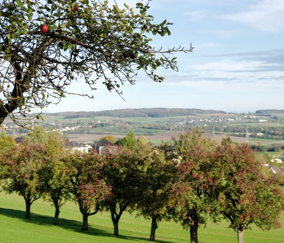 An apple tree with red apples protrudes into a green orchard. A hilly landscape stretches out in the background., © TI Bitburger Land
