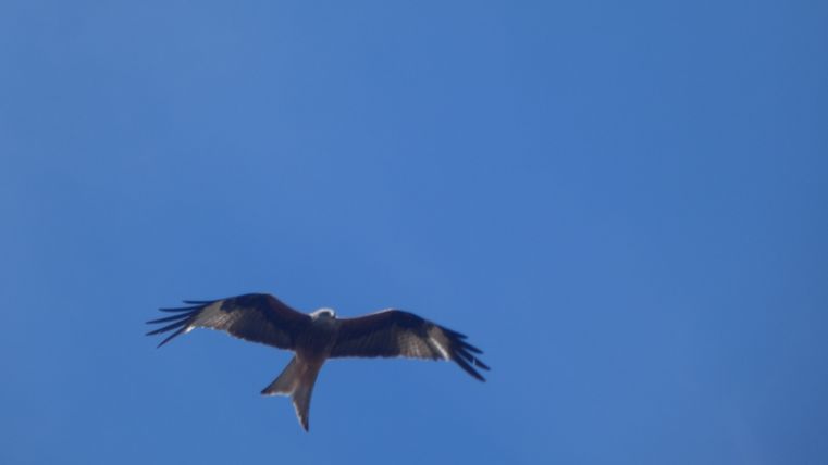 Ein Milan fliegt am blauen Himmel.