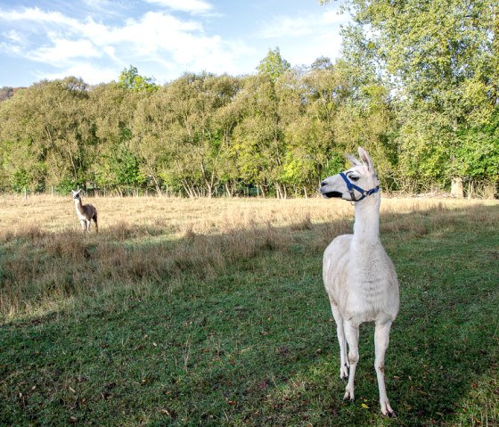 Zwei Lamas stehen auf einer gr&uuml;nen Wiese vor einem dichten Wald. Eines der Lamas tr&auml;gt ein blaues Halfter., &copy; TI Bitburger Land
