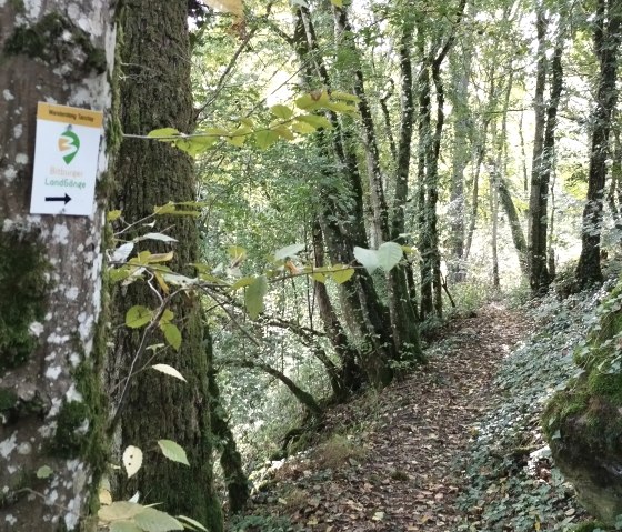 Un chemin forestier étroit avec un panneau 'Bitburger LandGänge' accroché à un arbre. Le chemin est entouré d'arbres et de mousse., © TI Bitburger Land