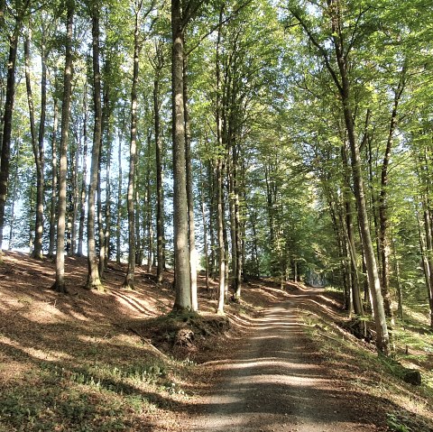 Ein Waldweg im Echtersbachtal, umgeben von hohen, lichten Bäumen und Sonnenlicht, das durch die Blätter fällt., © TI Bitburger Land, Steffi Wagner