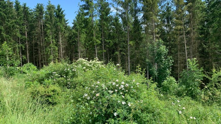 Wald mit grünen Bäumen und blühenden Sträuchern im Vordergrund.