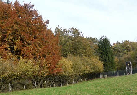 Bunte Herbstbäume am Waldrand mit einem Hochsitz und grünem Feld im Vordergrund., © Berscheid