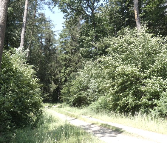 Un étroit chemin forestier serpente à travers une forêt dense et verdoyante. De grands arbres et des sous-bois luxuriants bordent le chemin., © TI Bitburger Land