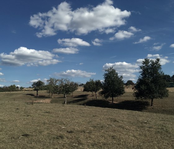 Eine Streuobstwiese mit vereinzelten Bäumen unter einem blauen Himmel mit weißen Wolken. Im Hintergrund sind Gebäude sichtbar., © TI Bitburger Land, Steffi Wagner