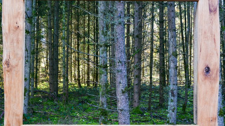Holzrahmen mit Blick auf einen dichten Wald.