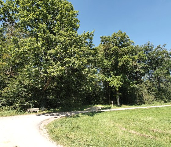 Tweesprong met bankje, omringd door groene bomen en weiland, onder een strakblauwe hemel., © TI Bitburger Land