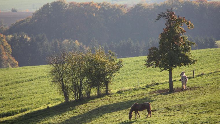 Une prairie verte avec plusieurs arbres et deux chevaux. Le ciel est dégagé et le paysage semble paisible.