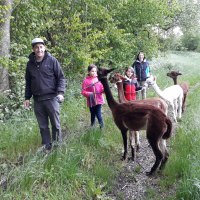 Alpaka-Wanderung, &copy; D. Alscher