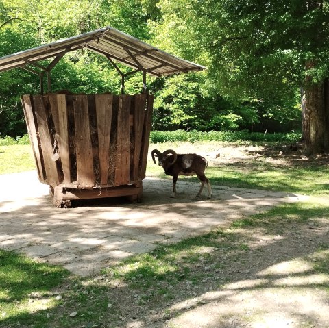Mufflon an der Futterstation, © TI Bitburger Land