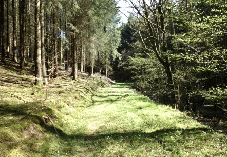 Beautiful forest passages, © NaturAktivErleben