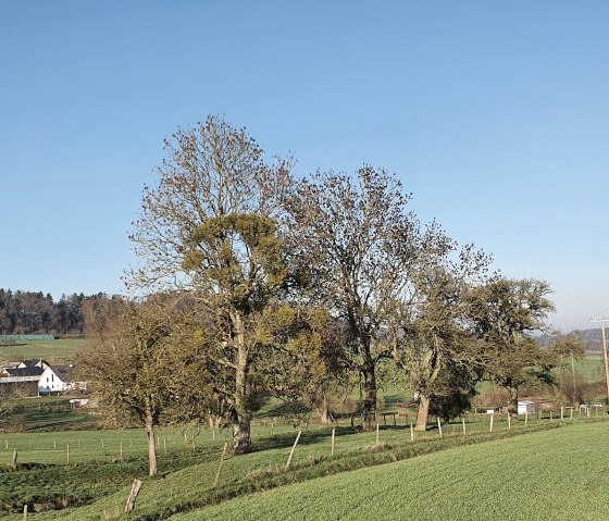 Groene velden en bomen voor een dorp in het Bitburger Land, onder een strakblauwe hemel., © TI Bitburger Land - Steffi Wagner