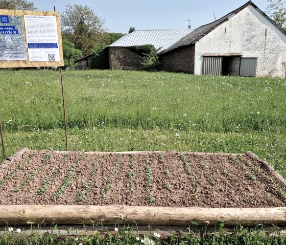 Lein Beet, © Alexandra Kipp-Müller