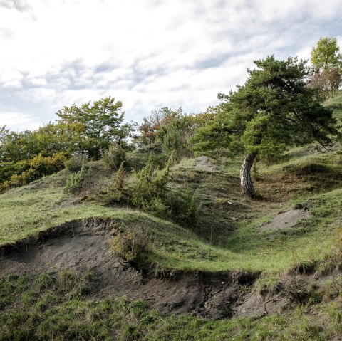 Green hilly landscape in the Scharren nature reserve near Dockendorf with trees and a nature reserve sign under a cloudy sky., © Tourist-Info Bitburger Land