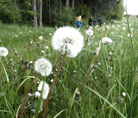 Dandelion at the edge of the Bitburger LandGang hiking trail, © TI Bitburger Land