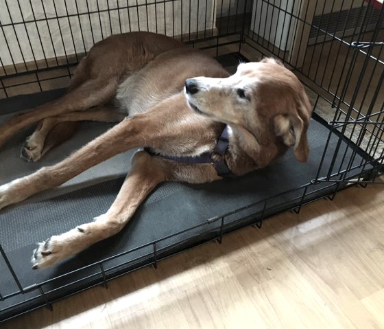 Schlafbox f&uuml;r Hunde