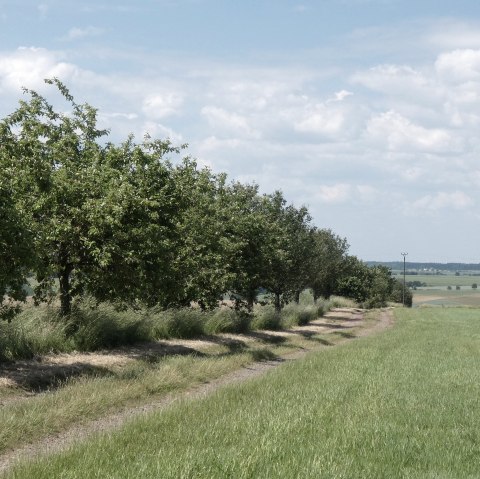 An avenue of fruit trees lines a country lane in a green, rural landscape under a blue sky with clouds., © TI Bitburger Land