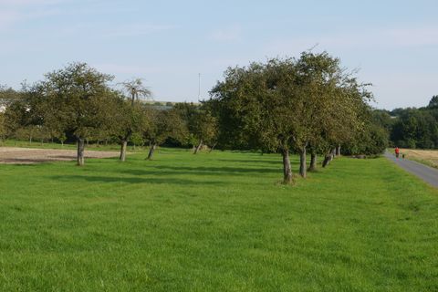 Streuobstwiese mit Bäumen und einem Wanderer auf einem Weg.