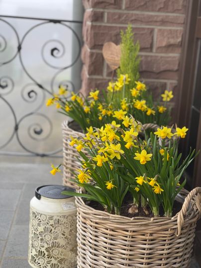 Zwei geflochtene Körbe mit leuchtend gelben Osterglocken stehen auf einem Balkon. Daneben befindet sich eine dekorative Lampe.