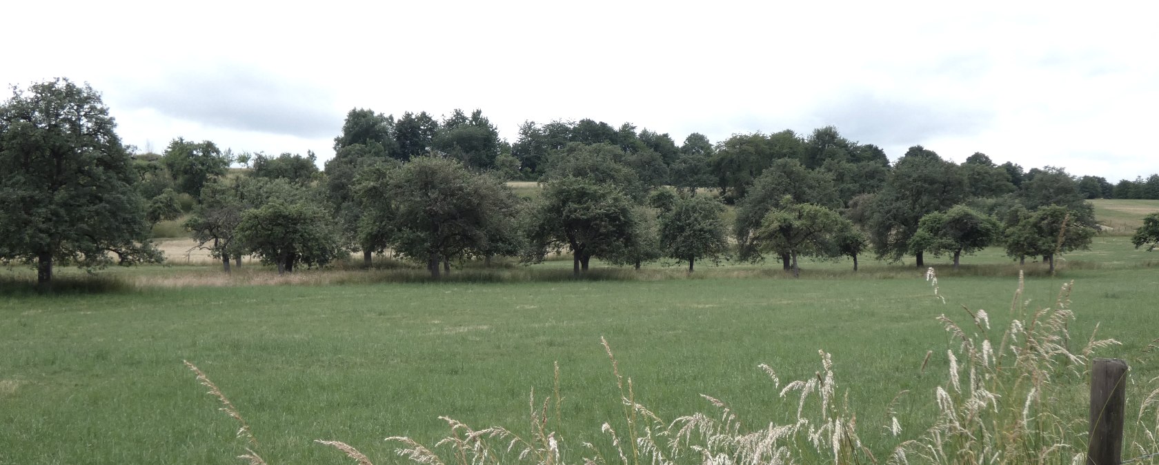 Green meadow with scattered trees, a cloudy sky in the background. A wooden fence and tall grass in the foreground., © TI Bitburger Land