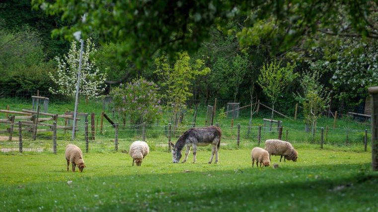 Eine malerische Wiese mit mehreren Schafen und einem Esel. Die Umgebung ist grün und von Bäumen umgeben.