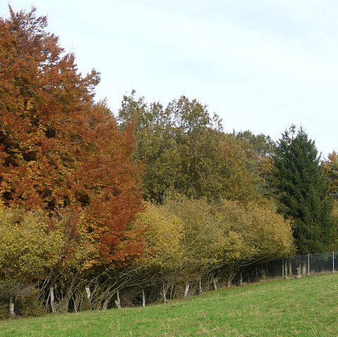 Arbres d'automne multicolores à la lisière d'une forêt avec un perchoir et un champ vert au premier plan., © Berscheid