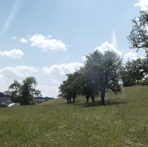 Pré vert à vergers avec des arbres épars sous un ciel bleu et des nuages blancs., © TI Bitburger Land
